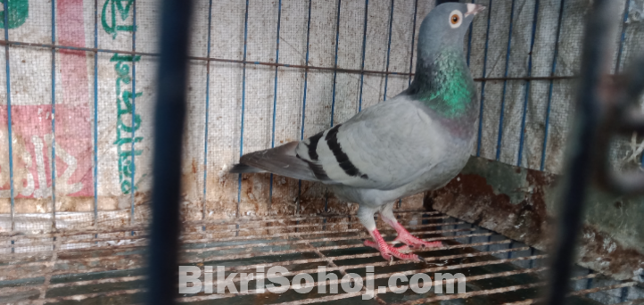 রেসার মাদি